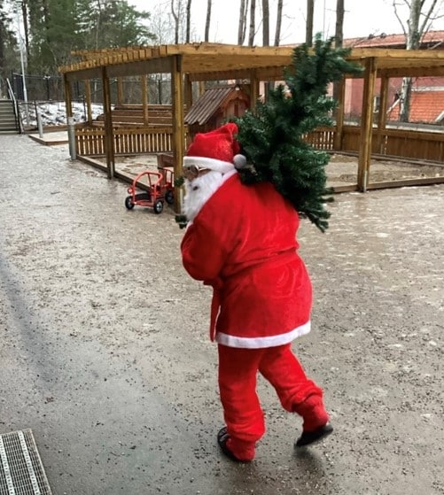Julgransplundring på kulturförskolan Smedby
