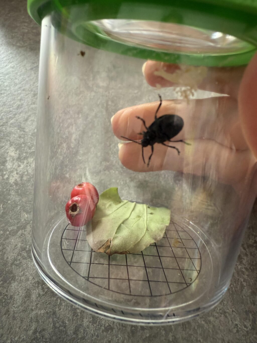 På förskolan Tibble i Kungsängen har det varit utflykt till blå Rutschkaneparken.