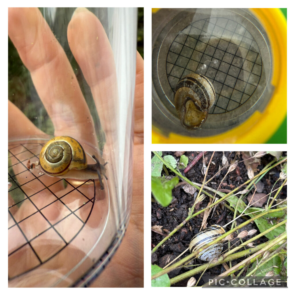 På förskolan Tibble i Kungsängen har det varit utflykt till blå Rutschkaneparken.