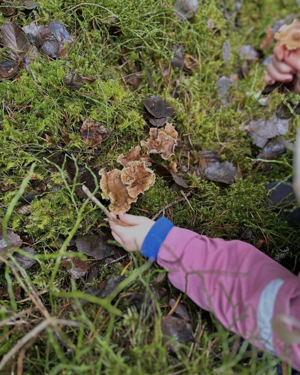 barn som plockar kantarell